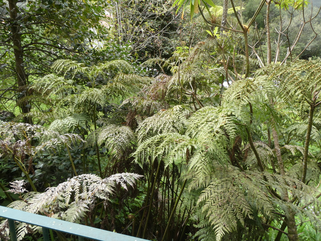 Woolly Tree Fern in April 2023 by Stephan Pflume · iNaturalist