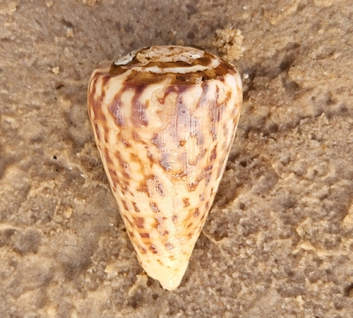 Conus pulcher observed 2023-09-08