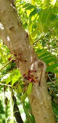 Averrhoa bilimbi