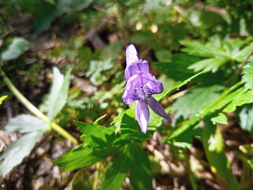 Image of Aconitum variegatum by (c) Michal Honskus, some rights reserved (CC BY)