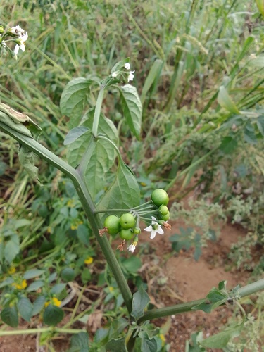 Garden Huckleberry