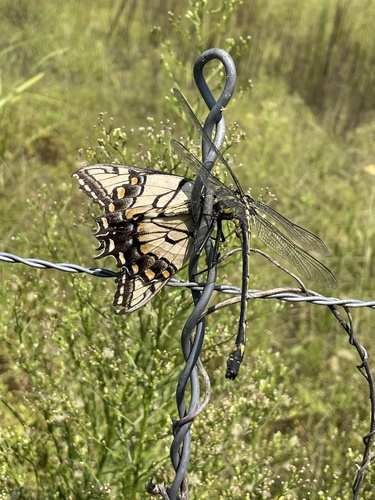 Dragonhunter photographed in Arkansas