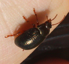 Chrysolina bankii