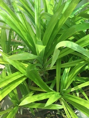 Pandanus amaryllifolius