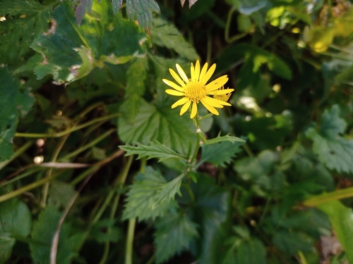 starček subalpínsky (Jacobaea subalpina)