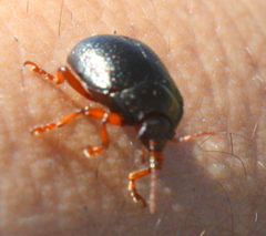 Chrysolina bankii