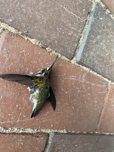 Ruby-throated Hummingbird photographed in Wisconsin