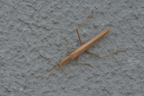 Iberian Dwarf Mantis