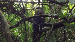 Penelope superciliaris