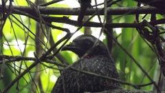 Penelope superciliaris