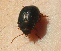 Chrysolina bankii