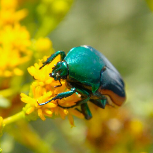 iNaturalist observation photo of Figeater Beetle