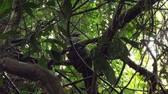 Penelope superciliaris