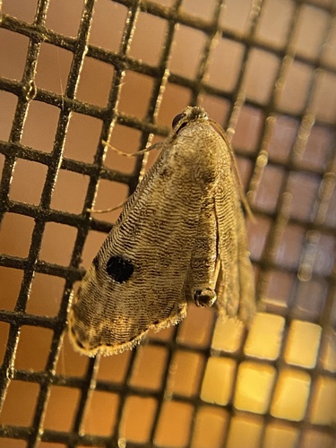 Abablemma brimleyana photo 4