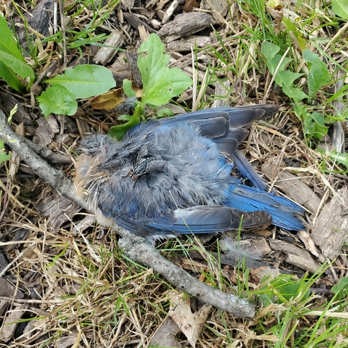 Eastern Bluebird photographed in Wisconsin