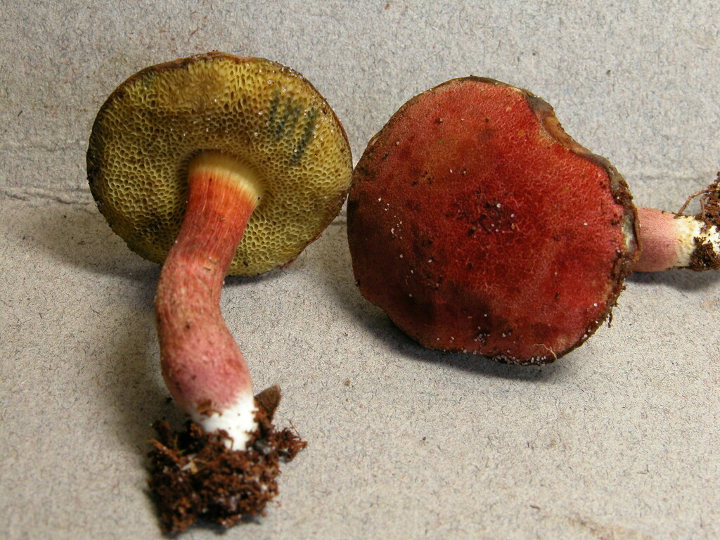 Boletellus reminiscens