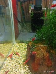 Neocaridina davidi