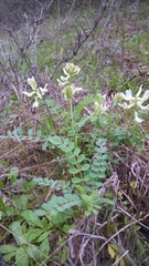 Astragalus soxmaniorum