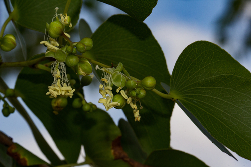 Mopane
