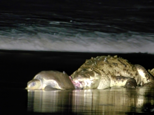American Crocodile, Guanacaste, CR, photo 10 of 10