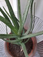 Aloe vera