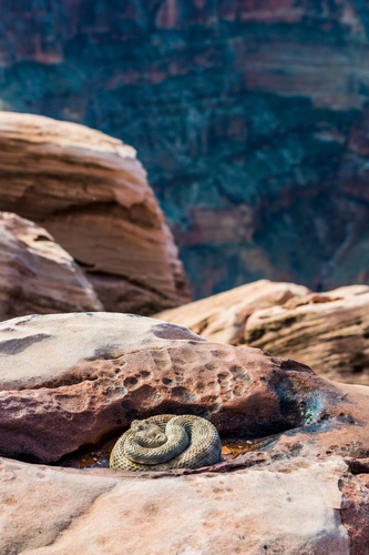 Southwestern Speckled Rattlesnake, Grand Canyon, Grand Canyon National Park, Mohave County, US-AZ, US, photo 10 of 10