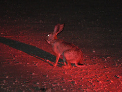 Lepus victoriae