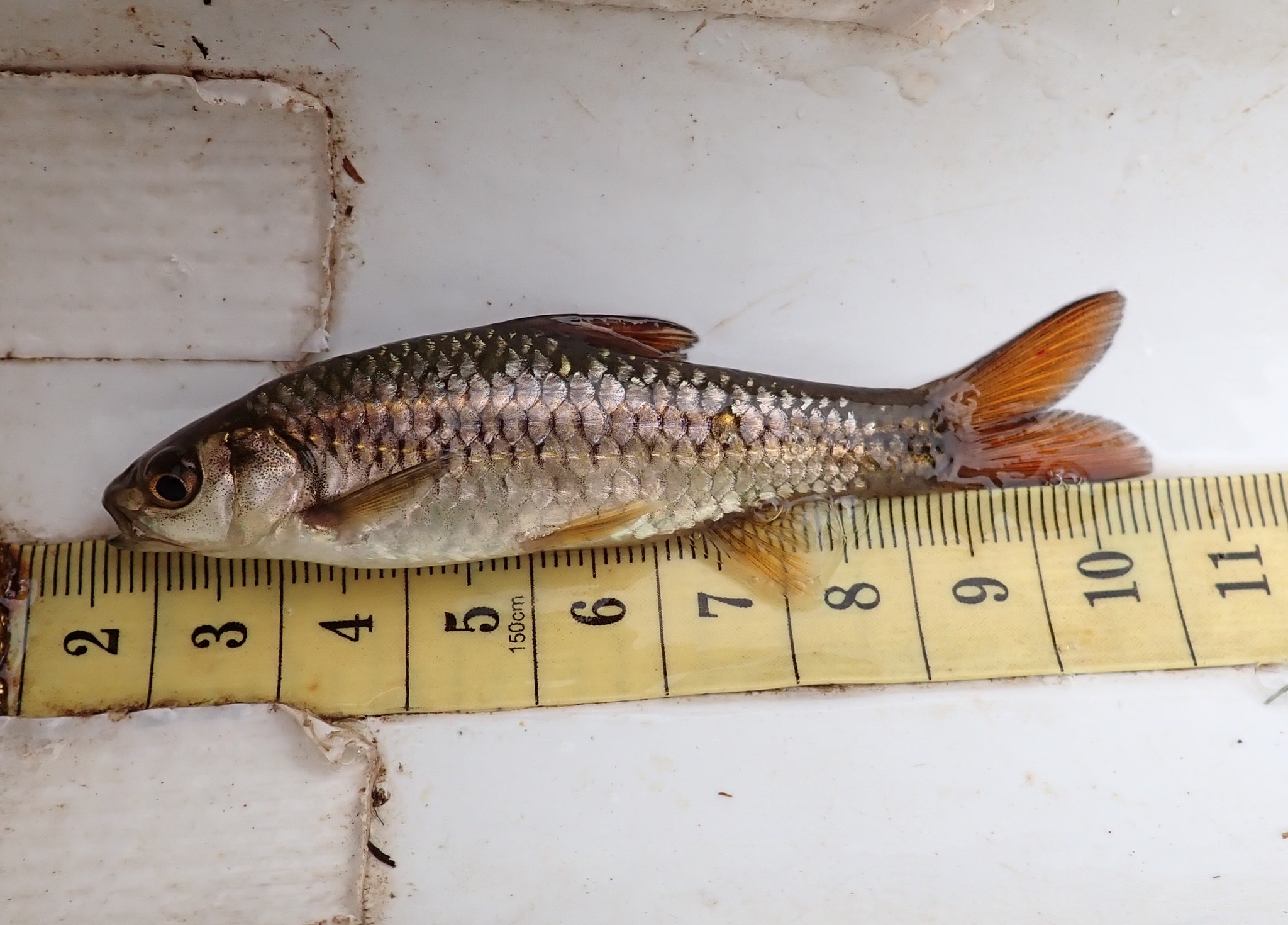Rosefin Barb photo 3