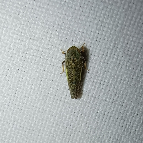 Japanese Leafhopper, 9351 JR Leek, Netherlands, photo 7 of 10