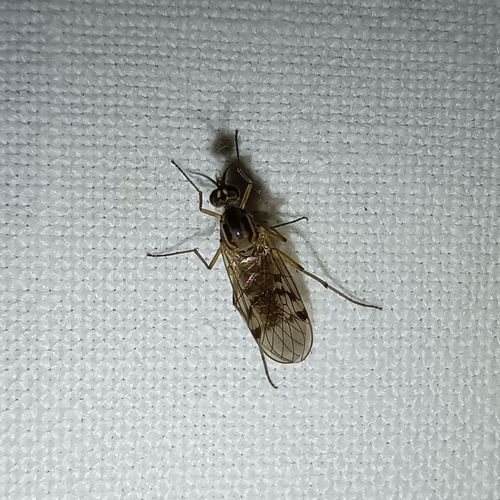 Sylvicola punctatus, 9351 JX Leek, Netherlands, photo 7 of 10