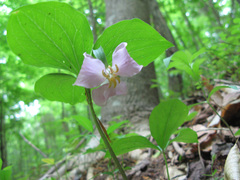Trillium catesbaei