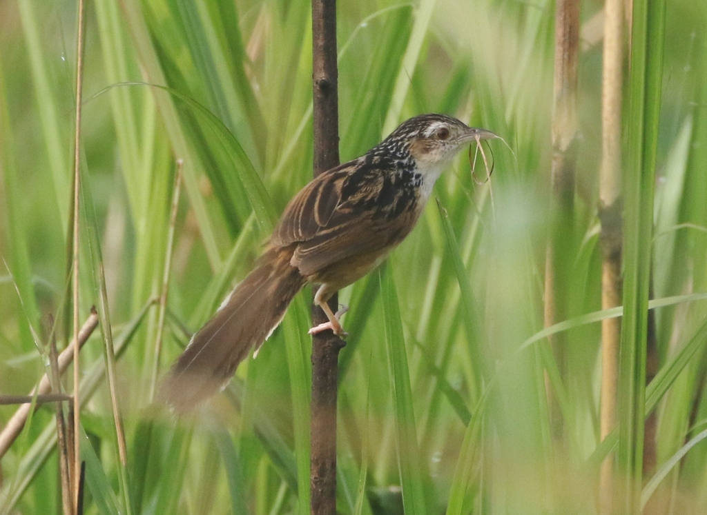 Indian Grassbird in April 2023 by James Bailey · iNaturalist