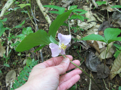 Trillium catesbaei