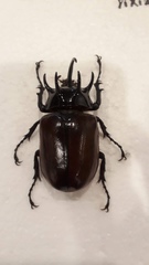 Eupatorus gracilicornis