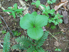 Trillium catesbaei