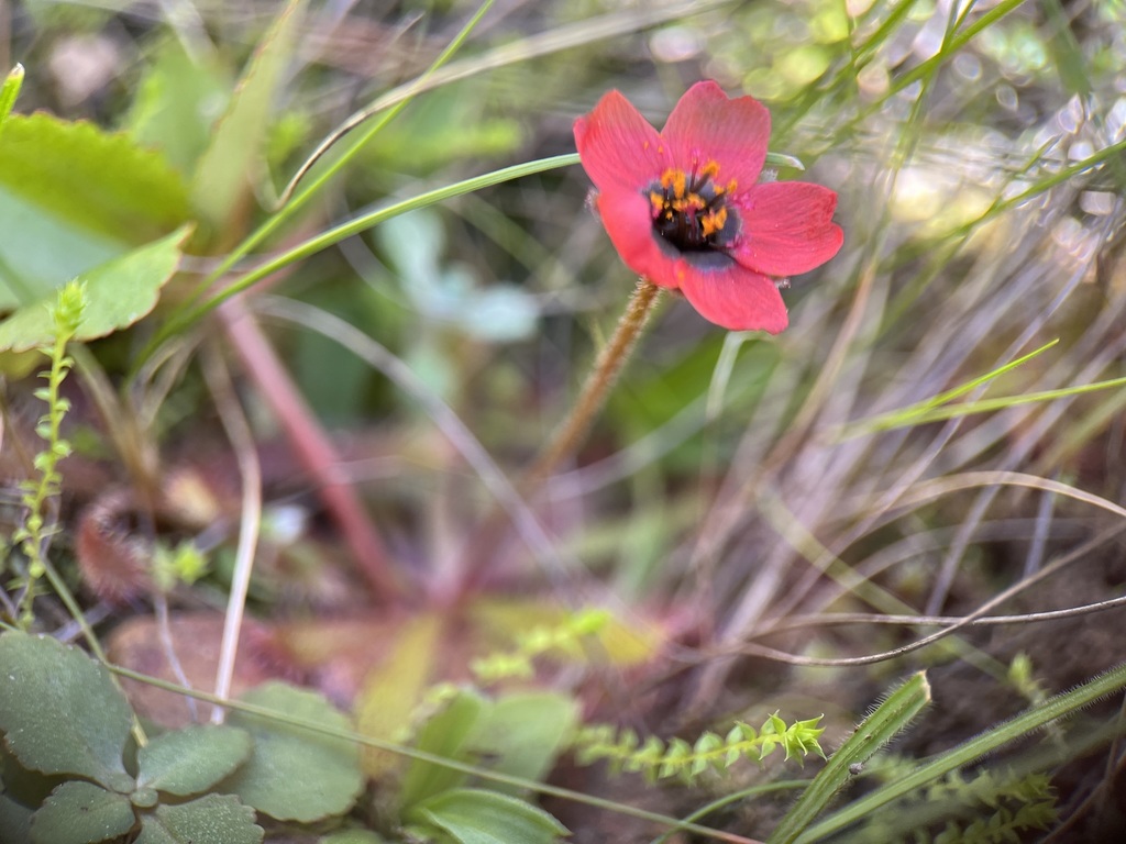Drosera coccipetala, Overberg District Municipality, South Africa
