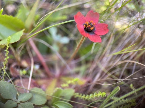 Drosera coccipetala