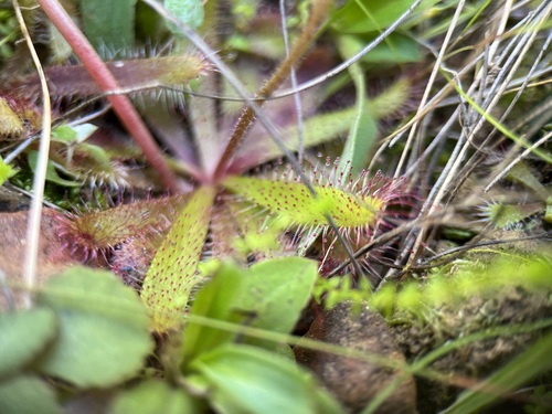 Drosera coccipetala