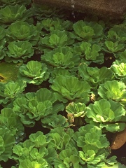 Pistia