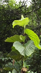 Coccoloba mollis