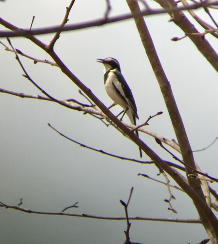 African Pied Wagtail