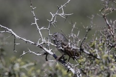 Passerella iliaca stephensi