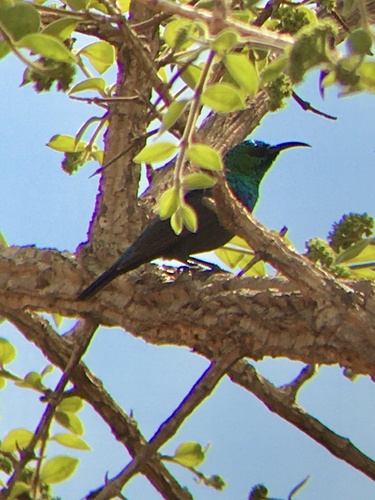 Marico Sunbird