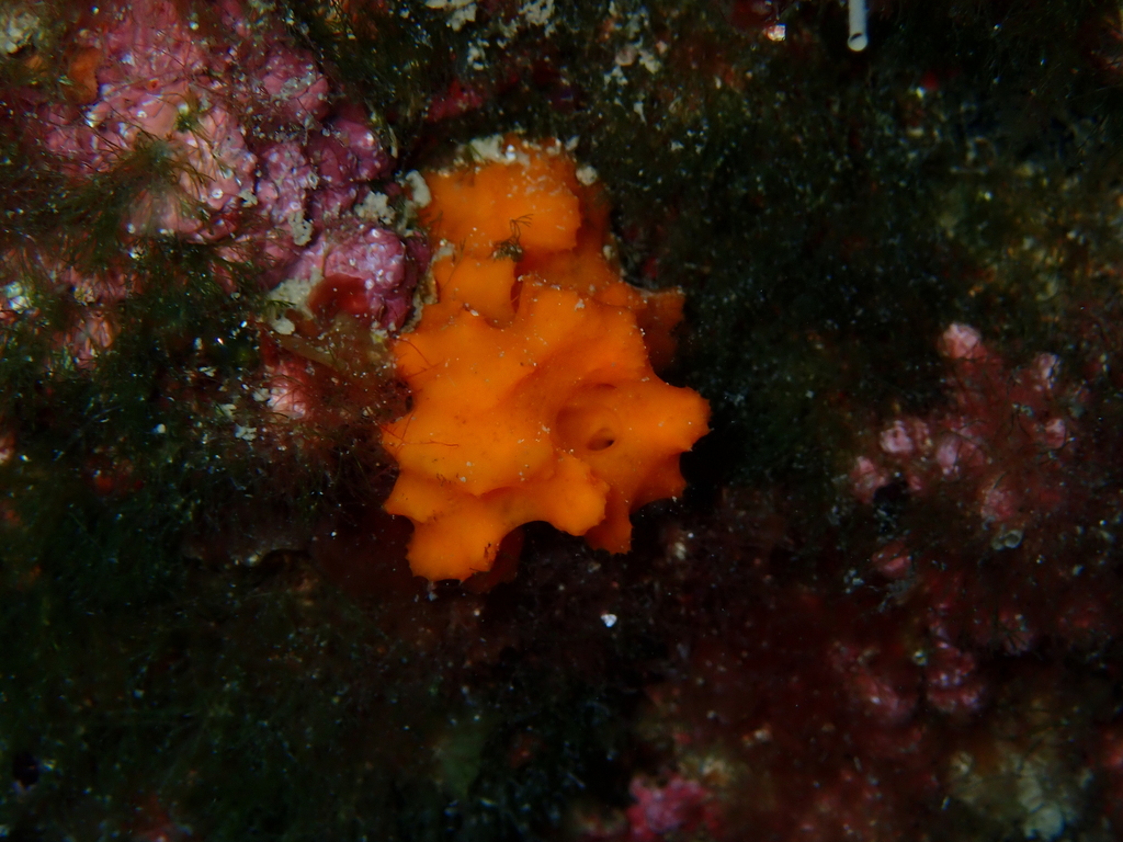 cactus sponge
