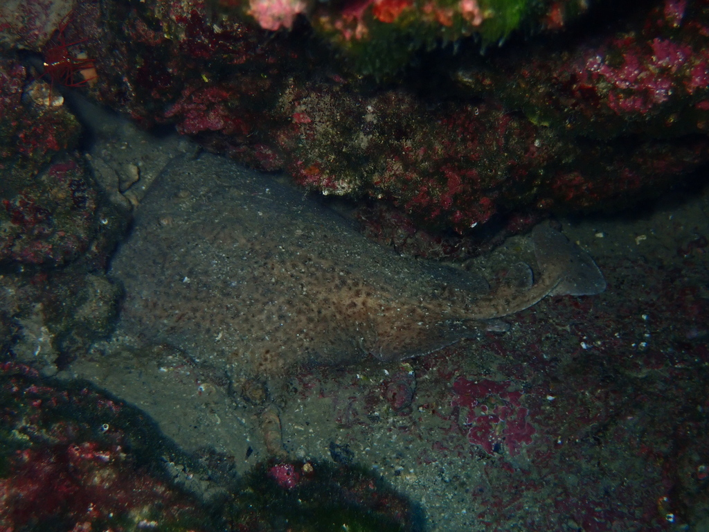 Marbled Torpedo Ray