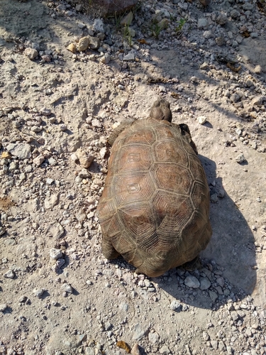 Goode’s Thornscrub Tortoise, Gopherus evgoodei