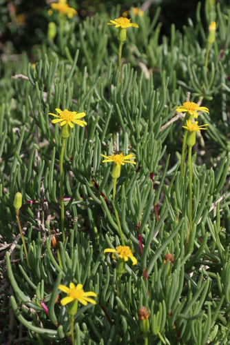 Image of Senecio aloides by (c) Tony Rebelo, some rights reserved (CC BY-SA)