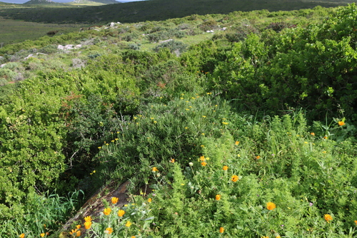 Image of Senecio aloides by (c) Tony Rebelo, some rights reserved (CC BY-SA)