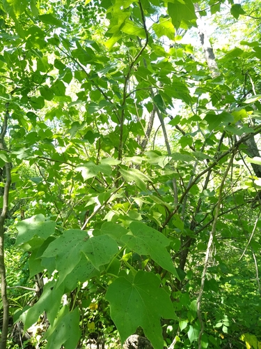 Jatropha malacophylla