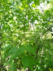 Jatropha malacophylla, photograph (c) Adrian Bojorquez, some rights reserved (CC BY-SA)